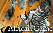 African Game Taxidermy